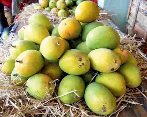 A Grade 100% Pure Fresh Indian Origin Common Cultivated Sweet Alphonso Mango