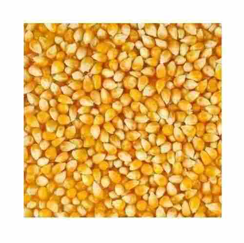 Maize Corn