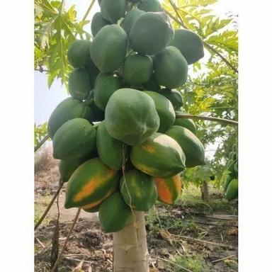Fresh Organic Papaya
