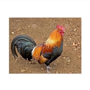 Multi Color Sonali Chicken
