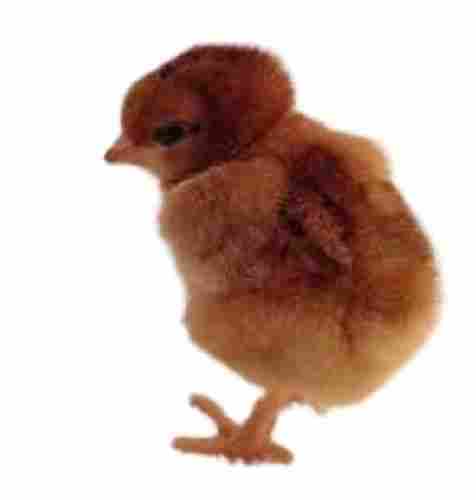 1 Kg Broiler Breed Brown Color 7 Months Aged Live Chick For Poultry Farming And Cooking