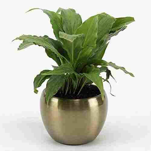 Powder Coated TPR Gold/Brass 3 Inch Mini Orchid Planter Pot