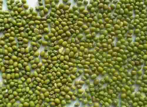 10 % Moisture Common Cultivated Whole Green Moong Dal