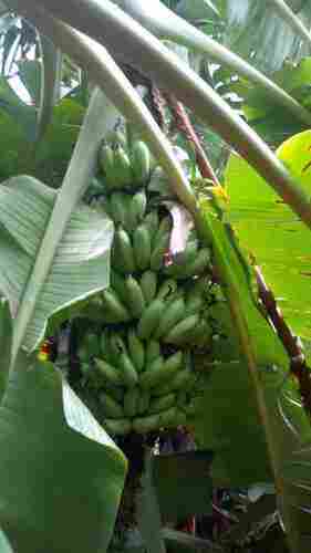 Green Full Sun Exposure Well Drained Banana Plants