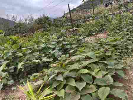 Kiwi plants