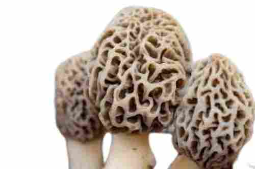 India Origin A Grade Brown Fresh Sponge Mushroom