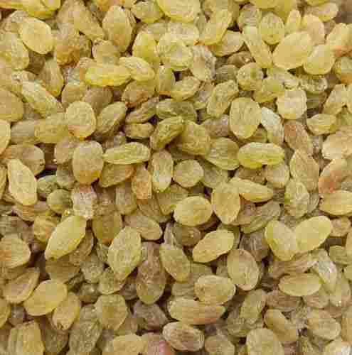 2 Mm Pure And Dried Commonly Cultivated Sweet Golden Raisins With 12 Month Shelf Life 