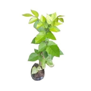 Green 15 Inches Long Decorative Plant For Outdoor
