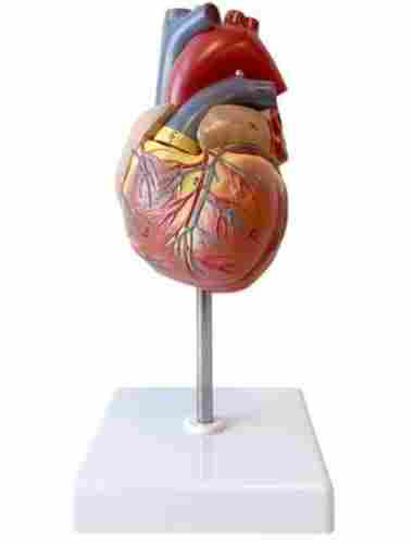 8x11x10 Inches 250 Gram Plastic Artificial Human Heart Model For Laboratory 