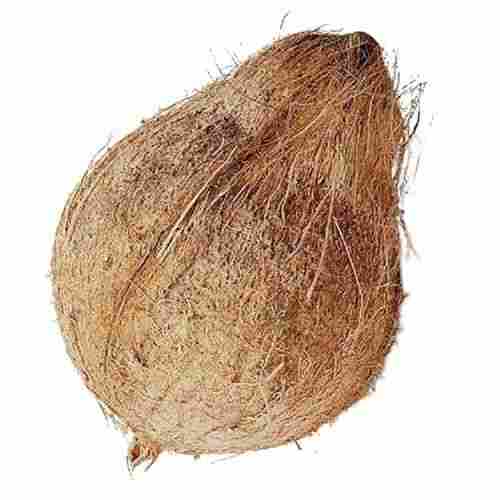 Commonly Cultivated Semi Husked Round Fresh Matured Coconut