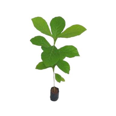 18 Centimeter Stem Length 15 Cm Green Teak Plant  Shelf Life: Na Years