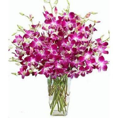 Multicolor 28 Centimeter Fresh Orchid Flower Bunch For Decoration