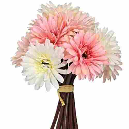 30 Centimeter Decorative Fresh Gerbera Flower Bunch