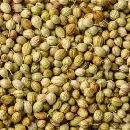 99.9% Pure And Dried Common Cultivated Whole Round Coriander Seed