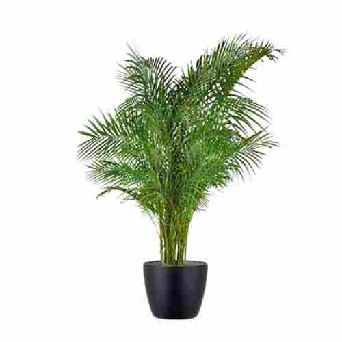 12 Centimeter Natural And Hybrid Palm Tree For Outdoor Gardening