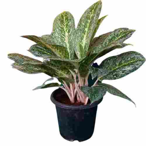 36 Centimeter Decorative And Natural Aglaonema Plant For Indoor