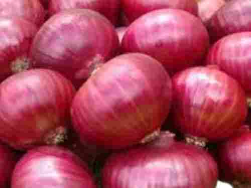 Round Shape Farm Fresh Raw Processing Red Onion For Cooking Purpose