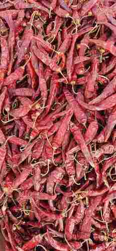 Organic Spicy Dry Red Chillies For Food And Making Pickles