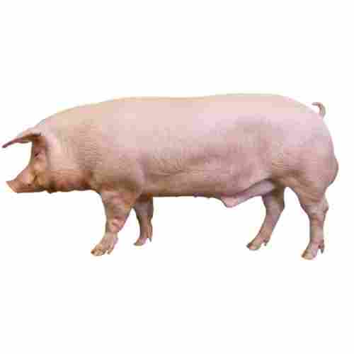 Healthy Infection-Free 8 Months Female Big Live Farm Pig