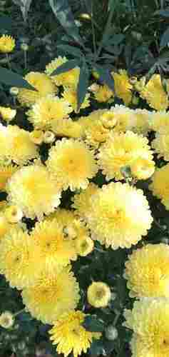 Fresh Healthy Natural Medium Size Chrysanthemum Flowers For Decoration 