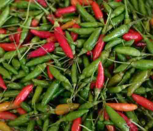 Pure And Natural Spicy Taste Raw Fresh Solid Form Bird Eye Chilli