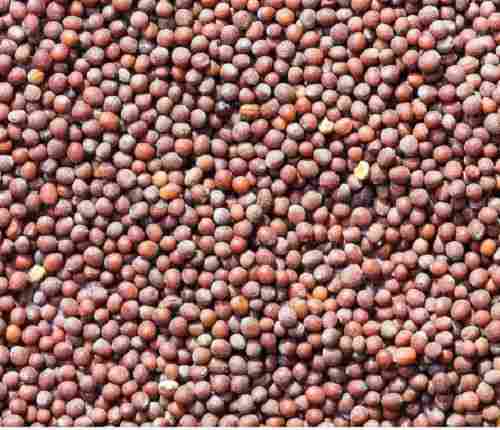 Dried Commonly Cultivated Edible Red Mustard Seeds