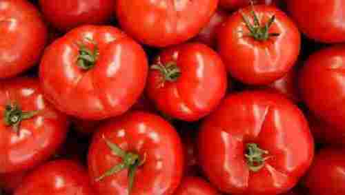 100% Organic And Farm Fresh Round Shape A Grade Red Tomato