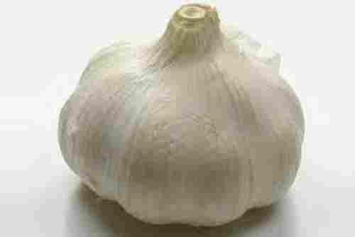 62.80% Moisture Raw Processing Seasoned Round Shape Fresh Garlic
