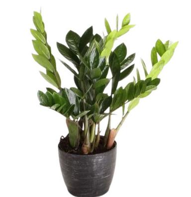 N/A Beautiful And Decorative Natural Plants For Indoor And Outdoor 