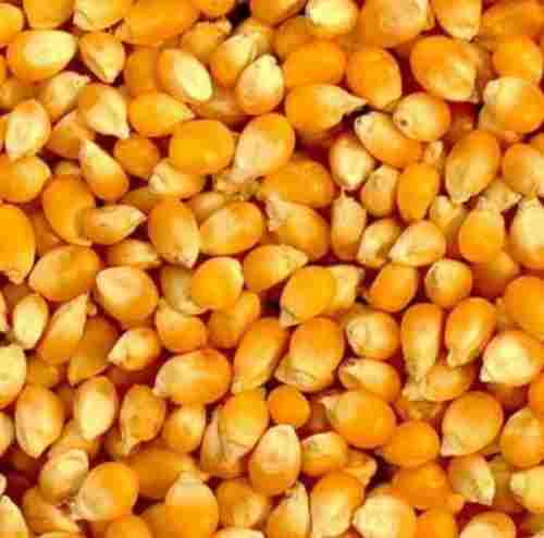 Bulk Supply Torrefied Maize (Corn) for Brewing