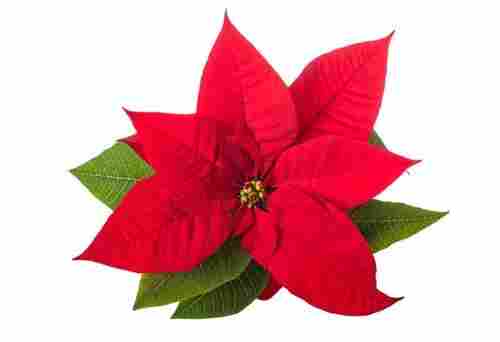 Easy To Install Light Weight Plain Dyed Attractive Artificial Christmas Flower