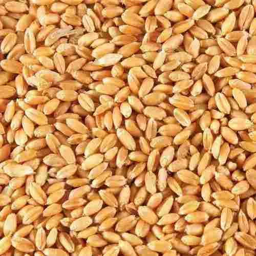 25 Kg Bag Packing Gluten Free Natural Wheat Grain