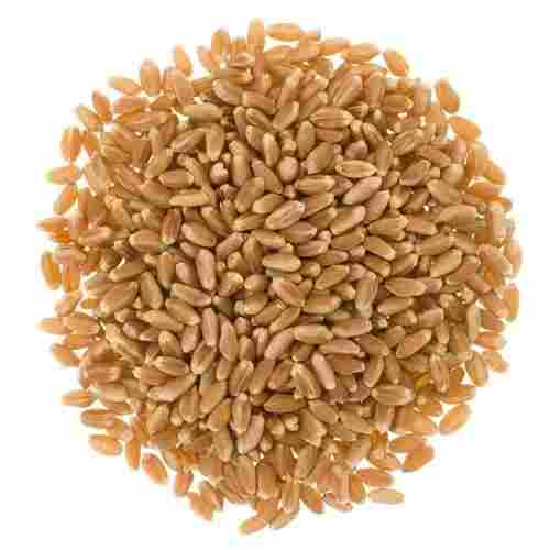 Common Natural Golden Brown Wheat For Chapati, Good For Health