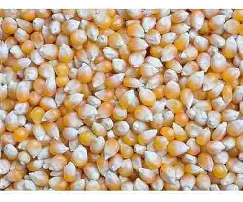 7 Mm Commonly Cultivated Pure And Dried Maize With 2 Years Shelf Life