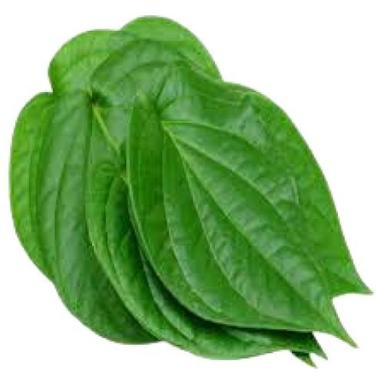 Dark Green Fresh Chewable Ayurvedic Mild Sour Taste Fresh Medium Size Betel Leaves