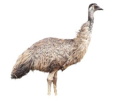 40 Kg Healthy Strong Disease Free Omnivorous Live Brown Emu Birds For Forming