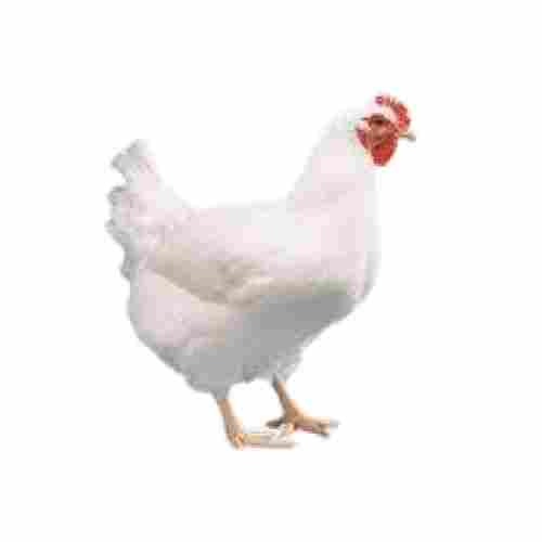 Indian Origin Broiler Live Chicken With White Feather