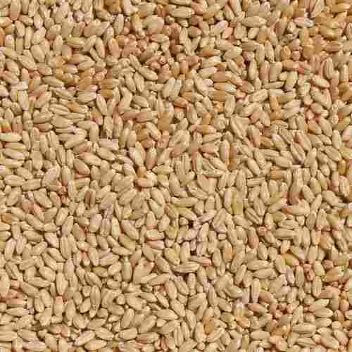 Pure And Dried Common Cultivated Durum Wheat 