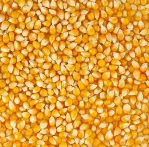 Pure And Dried Commonly Cultivated Raw Whole Maize