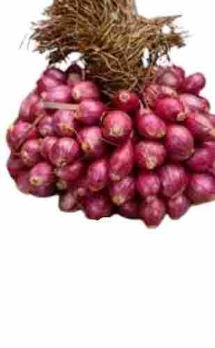 Indian Origin Fresh Naturally Grown Oval Shape Raw Red Onion