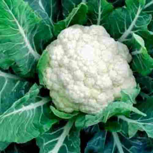 Common Cultivated Pure And Fresh Round Raw Cauliflower With 5 Days Shelf Life