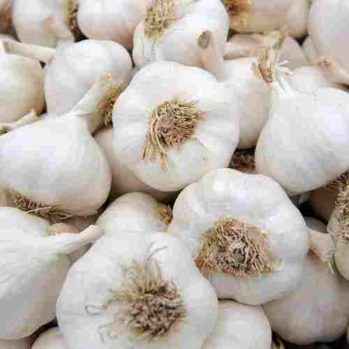 Spherical Shaped Pure And Natural Raw Fresh Garlic