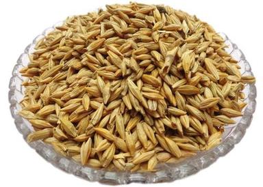 Common Cultivation Type Natural Size Barley