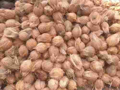 Commonly Cultivated Pure And Dried Whole Semi Husked Coconut