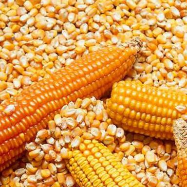 Yellow Maize for Animal Feed
