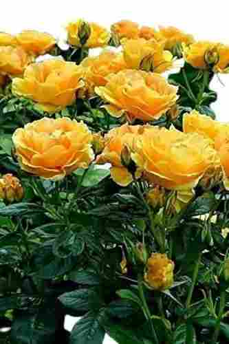Beautiful And Sophisticated Honey Yellow Rose Flower Live Plant