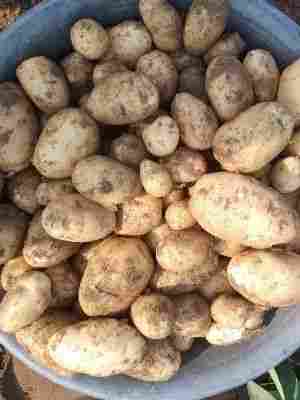Good For Health Fresh Brown Potato