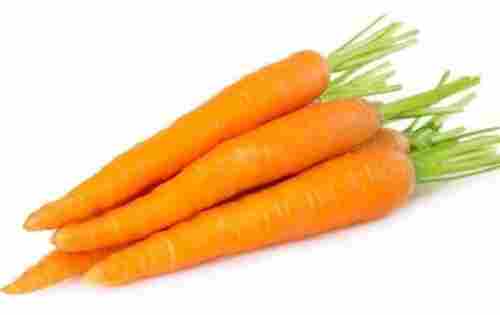 12% Moisture Seasoned Long Shape Fresh Carrot 
