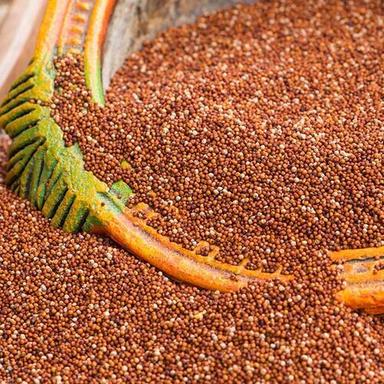 Dark Red Finger Millet Seeds For Cooking Or Cattel Feed, High Dietary Fiber