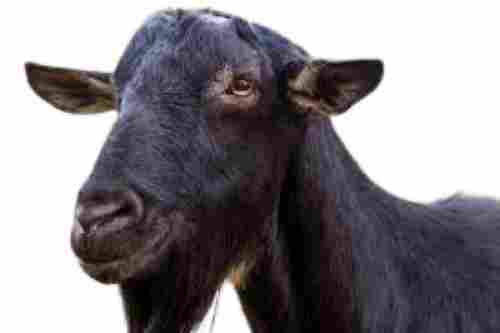 35-40 Kg 18 Months Old Healthy Disease Free Black Live Goat